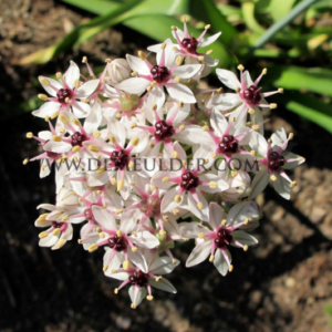 Allium Silver Spring 12/+ (x250)