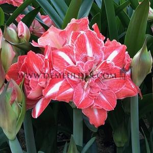 Amaryllis Sunshine Nymph 30/32 (x10)