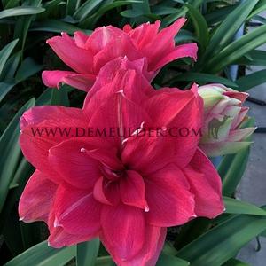 Amaryllis Candy Nymp 30/32 (x 10)