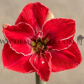 Amaryllis Magical Touch 30/32 (x10)