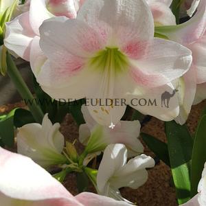 Amaryllis Rosy star 28/30 (x10)