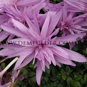 Colchicum Pleniflorum 13/+ (x 25)