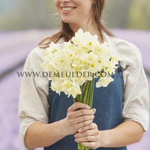 Narcissus Hillstar Z12/14 (x 250)