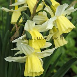 Narcissus Lemon Drops Z12/14 (x250)