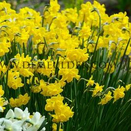 Narcissus Sweetness Z12/14 (x250)