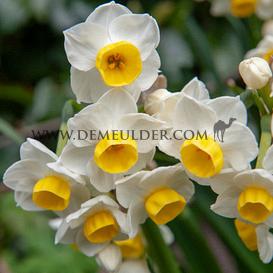 Narcissus Avalanche Z15/17 (x 250)