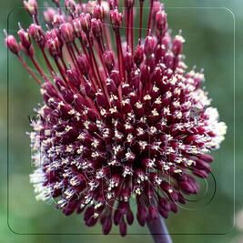Allium Forelock 14/+ (x 25)