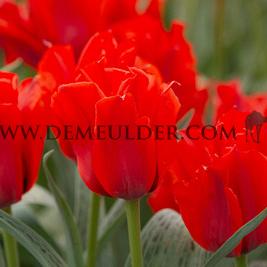 Tulipa Julius Caesar 12/+ (x250)