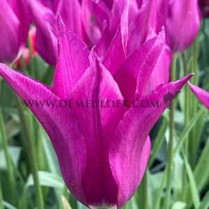 Tulipa Yume No Murasaki 12/+ (x250)