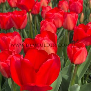 Tulipa Apeldoorn 12/+ (x250)