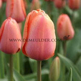 Tulipa Apricot Impression 12/+ (x250)
