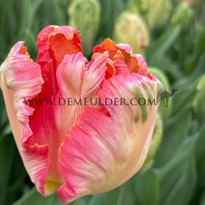 Tulipa Apricot Parrot 12/+ (x250)