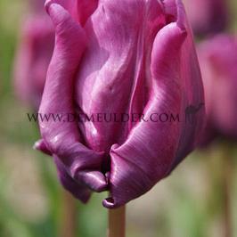 Tulipa Blue Parrot 12/+ (x250)