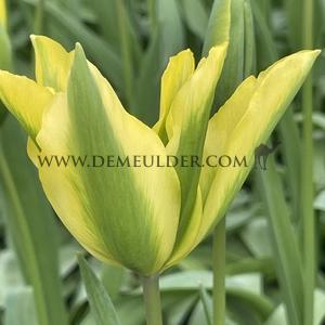 Tulipa Formosa 12/+ (x250)