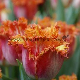 Tulipa Joint Devision 12/+ (x250)