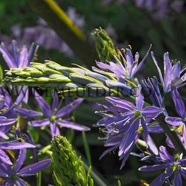 Camassia Leichtlinii Caerulea 12/14 (x 125)
