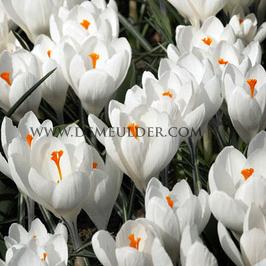 Crocus Jeanne D'arc 9/10 (x250)