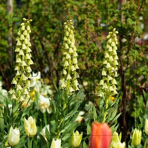 Fritillaria Persica Ivory Bells 20/+ (x25)