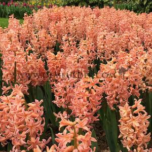 Hyacinthus Gipsy Queen 17/18 (x100)