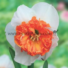 Narcisses Amadeus Mozart Large cupped 12/14 (x250)