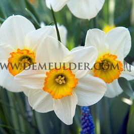 Narcisses Flower Record Large-cupped 14/16 (x250)