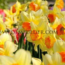Narcissus Fortune, Large-cupped Group, 14/16 (x250)