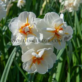 Narcisses Sir Winston Churchill Double Group 14/16 (x250)
