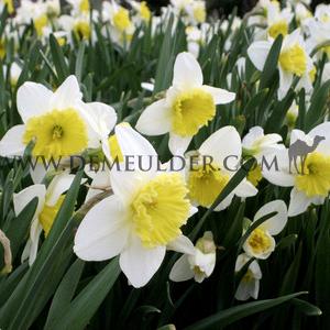 Narcissus Ice Follies, Large-cupped Group, 14/16 (x250)