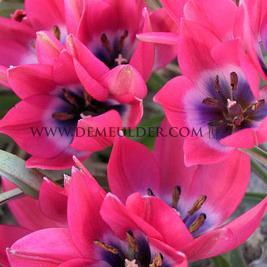 Tulipa Little Beauty 6/+ (x250)