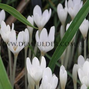 Colchicum Album Autumnale 13/+ (x 25)