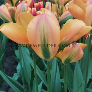 Tulipa Orange Marmalade 12/+ (x250)