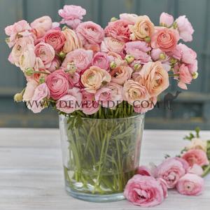 Ranunculus Amandine Pastel Pink 3/5 (x250)