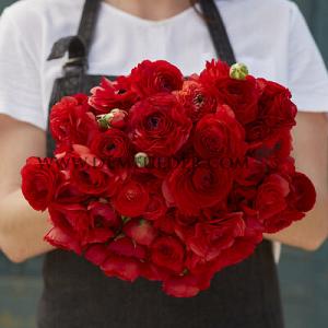 Ranunculus Amandine Scarlet 3/5 (x250)