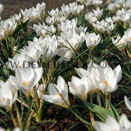 Crocus Miss Vain 6/+ (x250)