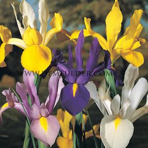 Iris Iris Gemengd 7/8 (x250)