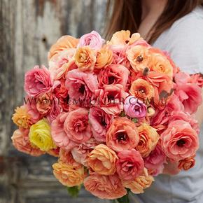 Ranunculus Friandine Salmon 3/5 (x250)