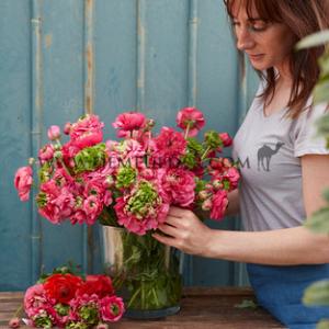 Ranunculus Reinette Rose 3/5 (x250)