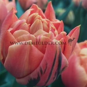 Tulipa Valdivia 12/+ (x250)