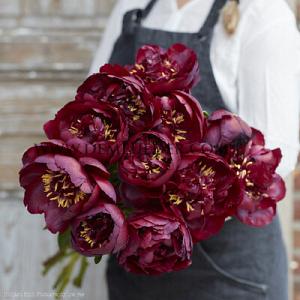 Paeonia Buckeye Belle 3/5 (x10)