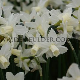 Narcisses Ice Baby 8/10 (x250)