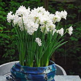 Narcissus Ziva (Totus Albus) Z13/15 (x125)