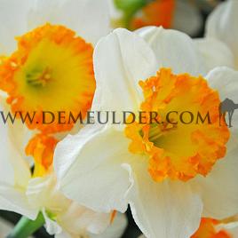 Narcissus Accent 14/16 (x250)