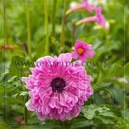 Anemone Admiral 7/8 (x250)