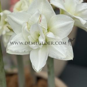 Amaryllis Akiko 30/32 (x10)