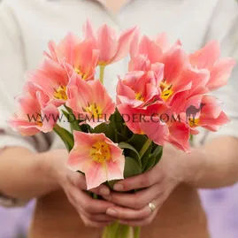 Tulipa Albert Heijn 11/12 (x250)