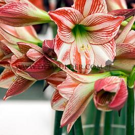 Amaryllis Ambiance 30/32 (x10)