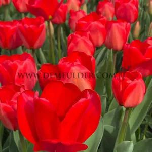 Tulipa Apeldoorn 12/+ (x250)