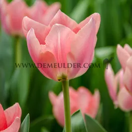 Tulipa Apricona 12/+ (x250)