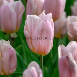 Tulipa Apricot Copex 12/+ (x250)