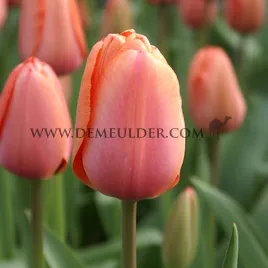 Tulipa Apricot Impression 12/+ (x250)